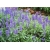 nasiona Szałwia Salvia szt5 Fore150