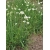 nasiona Szczypiorek czosnkowy Allium szt5 Fore124