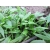 nasiona Szpinak kubański Claytonia perfoliata szt5 Fore136