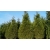 nasiona Żywotnik olbrzymi Thuja szt5 Fore118