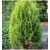 nasiona Żywotnik wschodni Thuja szt5 Fore12
