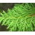 nasiona Żywotnik zachodni Thuja szt5 Fore11