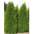 nasiona Żywotnik zachodni Thuja szt5 Fore11