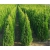 nasiona Żywotnik zachodni Thuja szt5 Fore11
