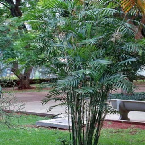 Palma bambusowa Chamaedorea, Chamaedorea seifritzii