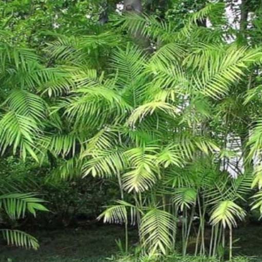 Palma bambusowa Chamaedorea, Chamaedorea seifritzii