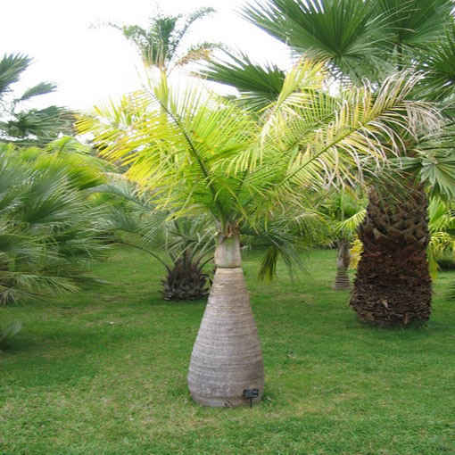 Palma butelkowa, Hyophorbe lagenicaulis