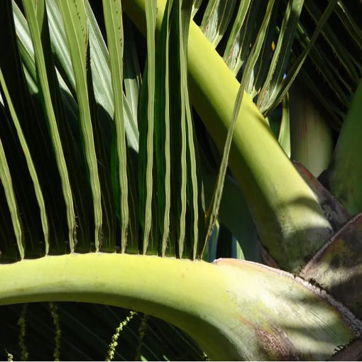 Palma butelkowa, Hyophorbe lagenicaulis