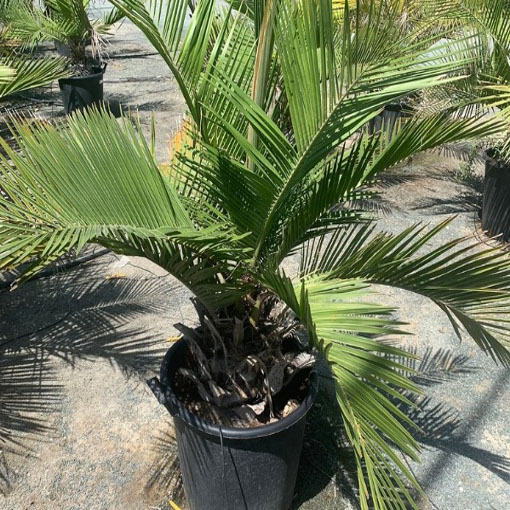 Palma miodowa, Jubaea chilensis