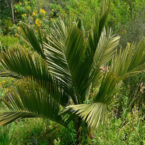Palma miodowa, Jubaea chilensis