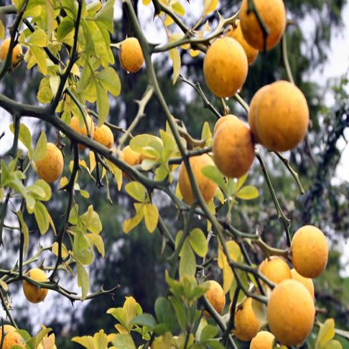 Pomarańcza trójlistkowa, Poncirus trifoliata