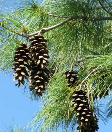 Sosna wejmutka, Pinus strobus