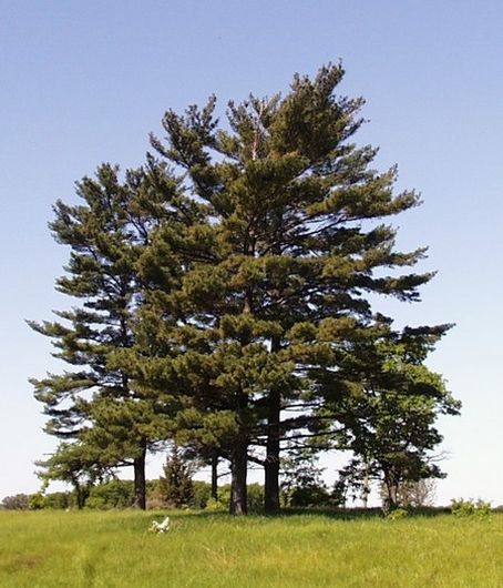Sosna wejmutka, Pinus strobus