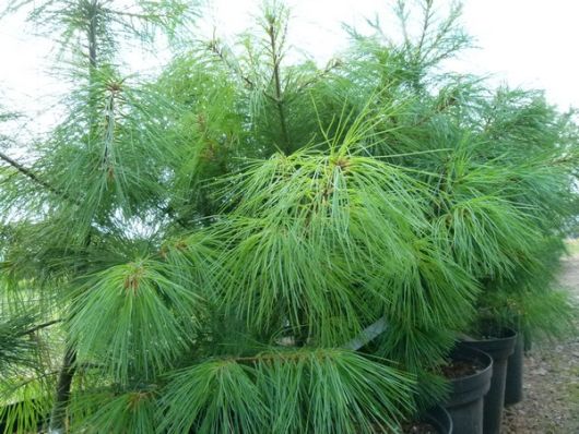 Sosna wejmutka, Pinus strobus