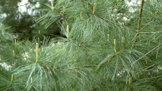 Sosna wejmutka, Pinus strobus