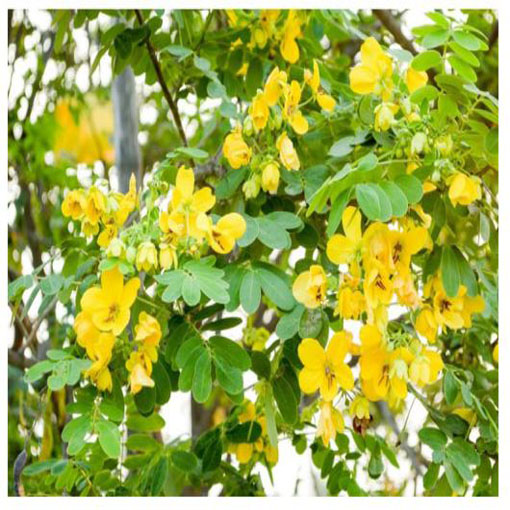 Strączyniec Cassia, Cassia alata