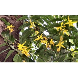 Nasiona Jagodlin wonny szt.3 PWxx48