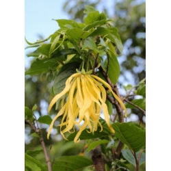 Nasiona Jagodlin wonny szt.3 PWxx48