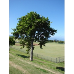 Nasiona Jagodlin wonny szt.3 PWxx48