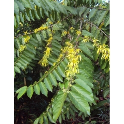 Nasiona Jagodlin wonny szt.3 PWxx48