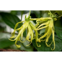 Nasiona Jagodlin wonny szt.3 PWxx48