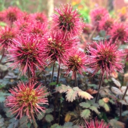 Nasiona Acena Acaena Caesia Glauca szt.3 PWxx2