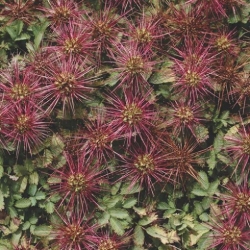 Nasiona Acena Acaena Caesia Glauca szt.3 PWxx2