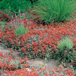 Nasiona Acena Acaena Caesia Glauca szt.3 PWxx2