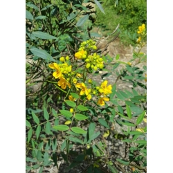 Nasiona Strączyniec acclinus senna szt.3 PWxx192