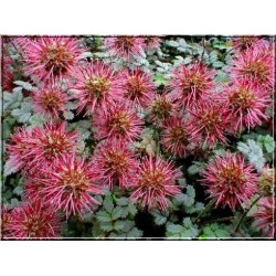 Nasiona Acena Acaena Caesia Glauca szt.3 PWxx2