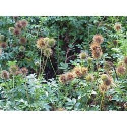 Nasiona Acaena Fuzzy Heads szt.3 PWxx3