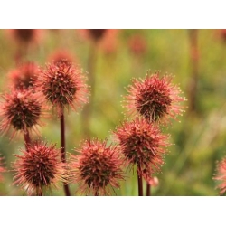 Nasiona Acaena Fuzzy Heads szt.3 PWxx3