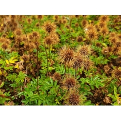 Nasiona Acaena Fuzzy Heads szt.3 PWxx3