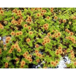 Nasiona Acaena Fuzzy Heads szt.3 PWxx3