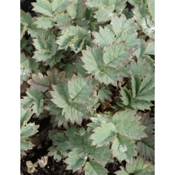 Nasiona Acena mieszkowata szt.3 PWxx4