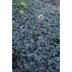 Nasiona Acena mieszkowata szt.3 PWxx4