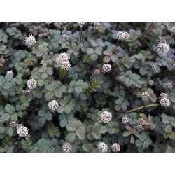 Nasiona Acena mieszkowata szt.3 PWxx4