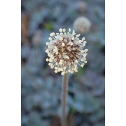 Nasiona Acena mieszkowata szt.3 PWxx4