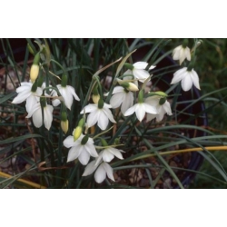 Nasiona Acis nicaeensis szt.3 PWxx10