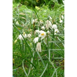 Nasiona Acis nicaeensis szt.3 PWxx10