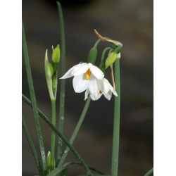 Nasiona Acis nicaeensis szt.3 PWxx10