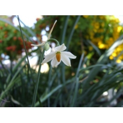 Nasiona Acis nicaeensis szt.3 PWxx10