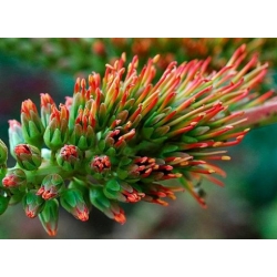 Nasiona Acrocarpus fraxinifolius Birma szt.3 PWxx25