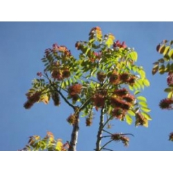 Nasiona Acrocarpus fraxinifolius Birma szt.3 PWxx25