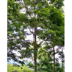 Nasiona Acrocarpus fraxinifolius Birma szt.3 PWxx25