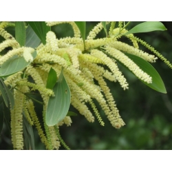 Nasiona Akacja Mangium szt.3 PWxx22