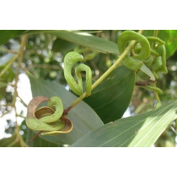 Nasiona Akacja Mangium szt.3 PWxx22