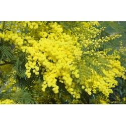 Nasiona Akacja srebrzysta szt.3 PWxx21