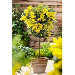 Nasiona Akacja srebrzysta szt.3 PWxx21