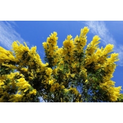 Nasiona Akacja srebrzysta szt.3 PWxx21